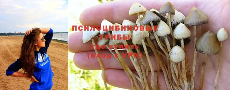 Псилоцибиновые грибы Cubensis  Уяр 